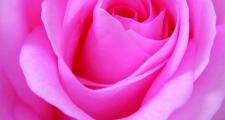 Rosy glow