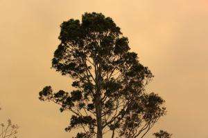 Climate change has been blamed for the fires in Australia Australia, bushfire, social work, international federation of social workers, australian association of social workers