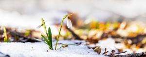 snowdrop White snowdrops grow out of the melting snow on the forest floor.